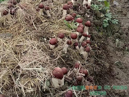 赤松茸栽培 赤松茸栽培